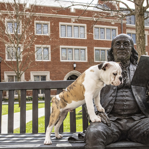 Handsome Dan sitting next to Ben Franklin statue with paws on Franklin's thigh